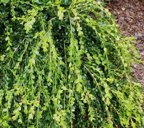 Unraveled Weeping Boxwood ( Buxus ) – Live Plant – ( 1 QT )