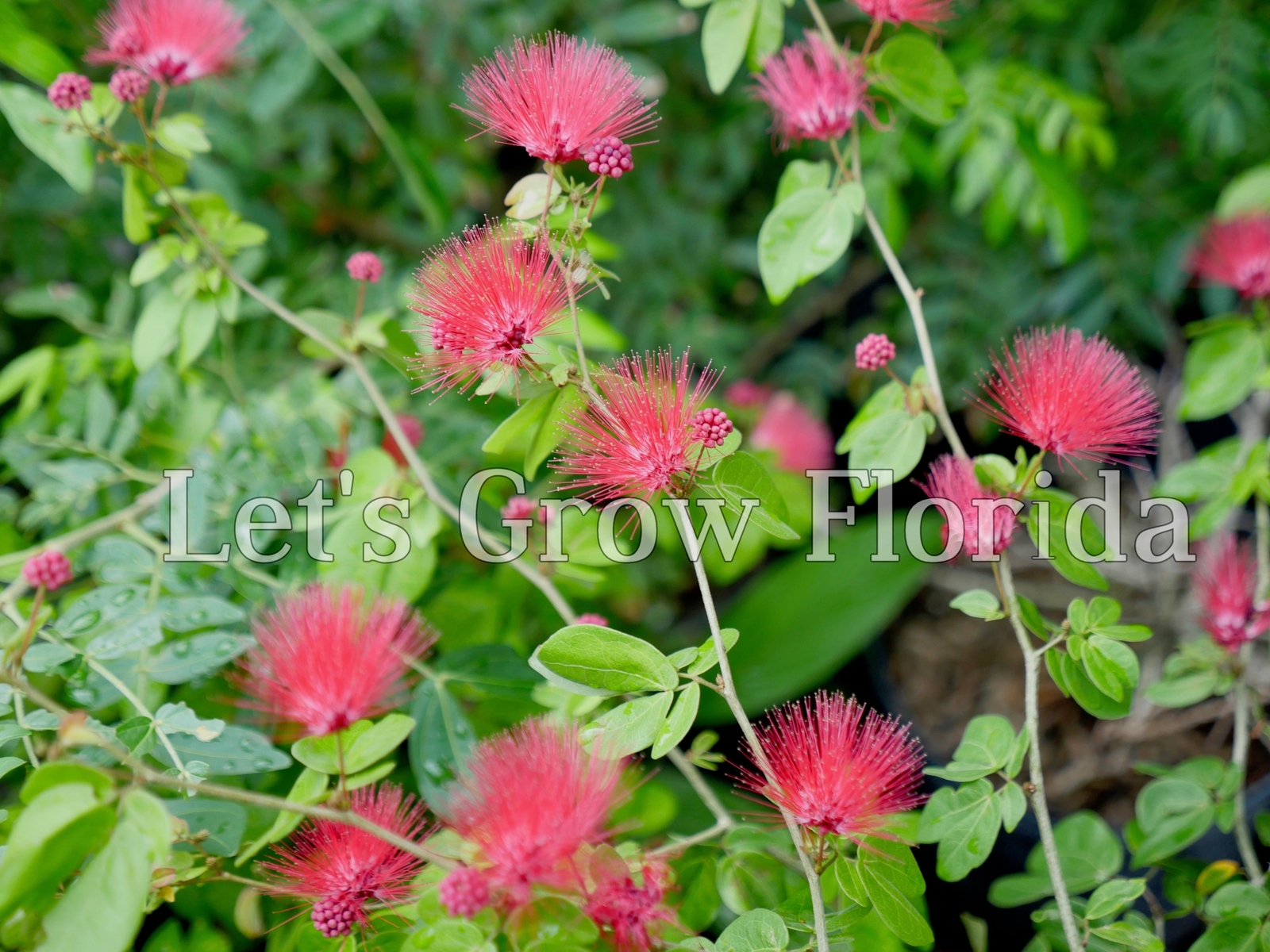 Dwarf Powder Puff Tree Plant Calliandra haematocephala x surinamensis, Nana Trop