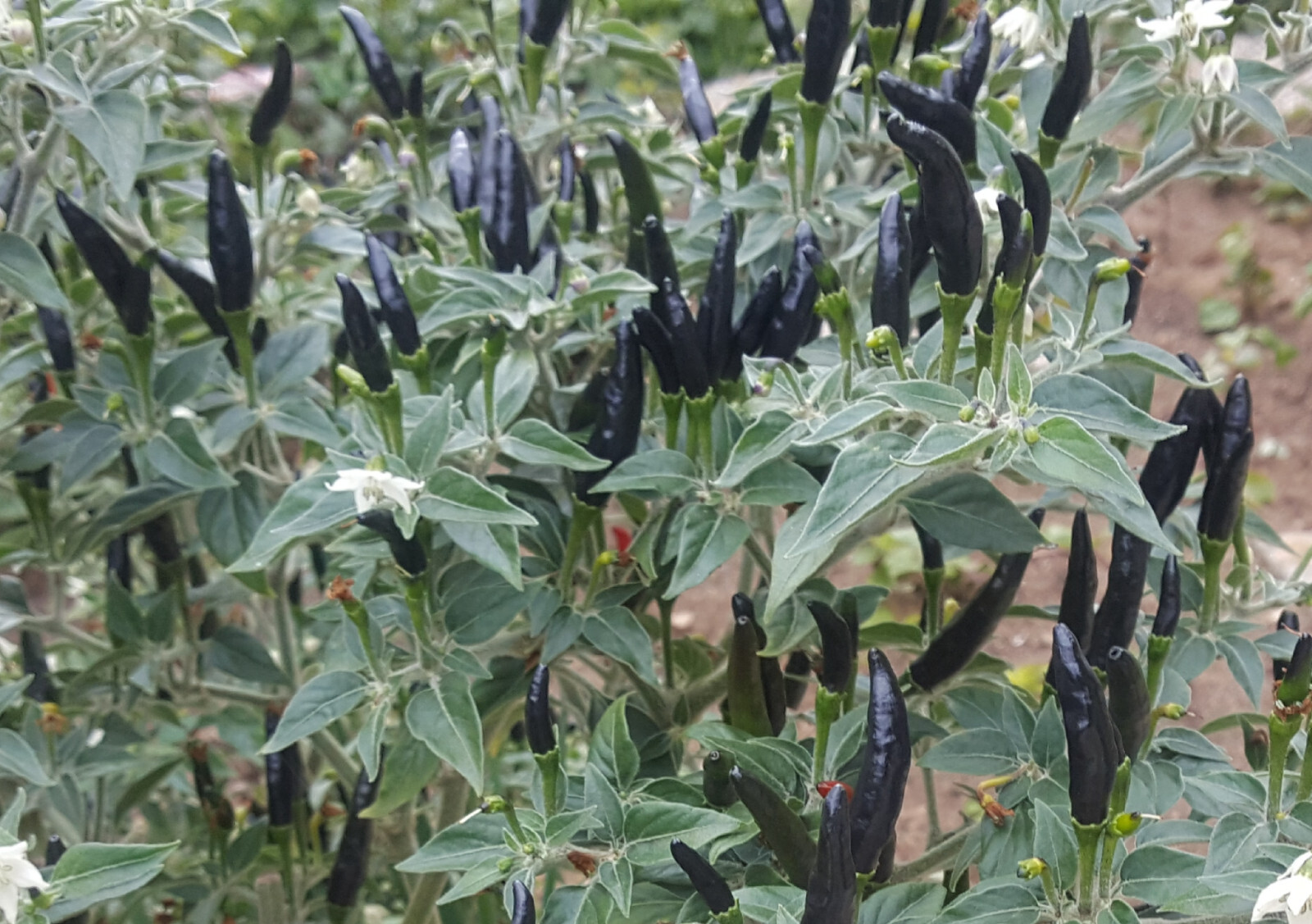 30+Fresh Rare Black Cobra Hot Chili,Black Pepper Organic Seeds