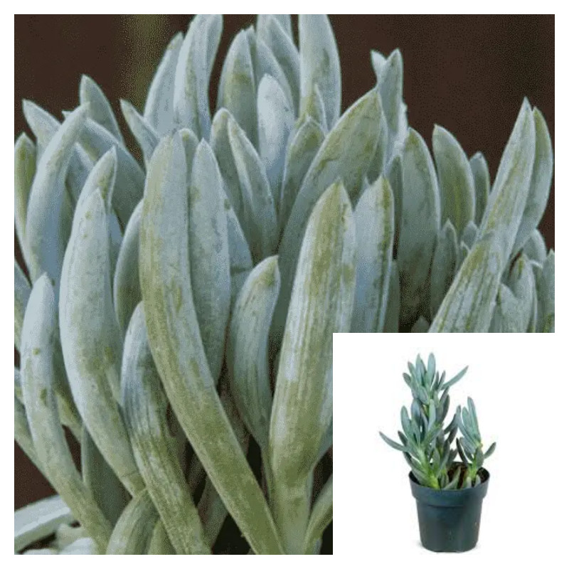 Curio Repens 4 inches Blue Chalksticks Plant Blue Chalk Fingers Live Plant