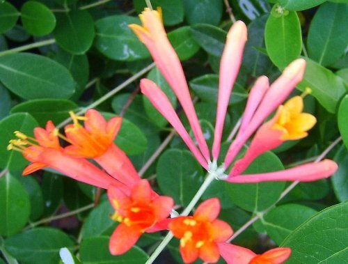 Coral Honeysuckle Vine Plant Bright Orange Flowers in Spring Florida Native