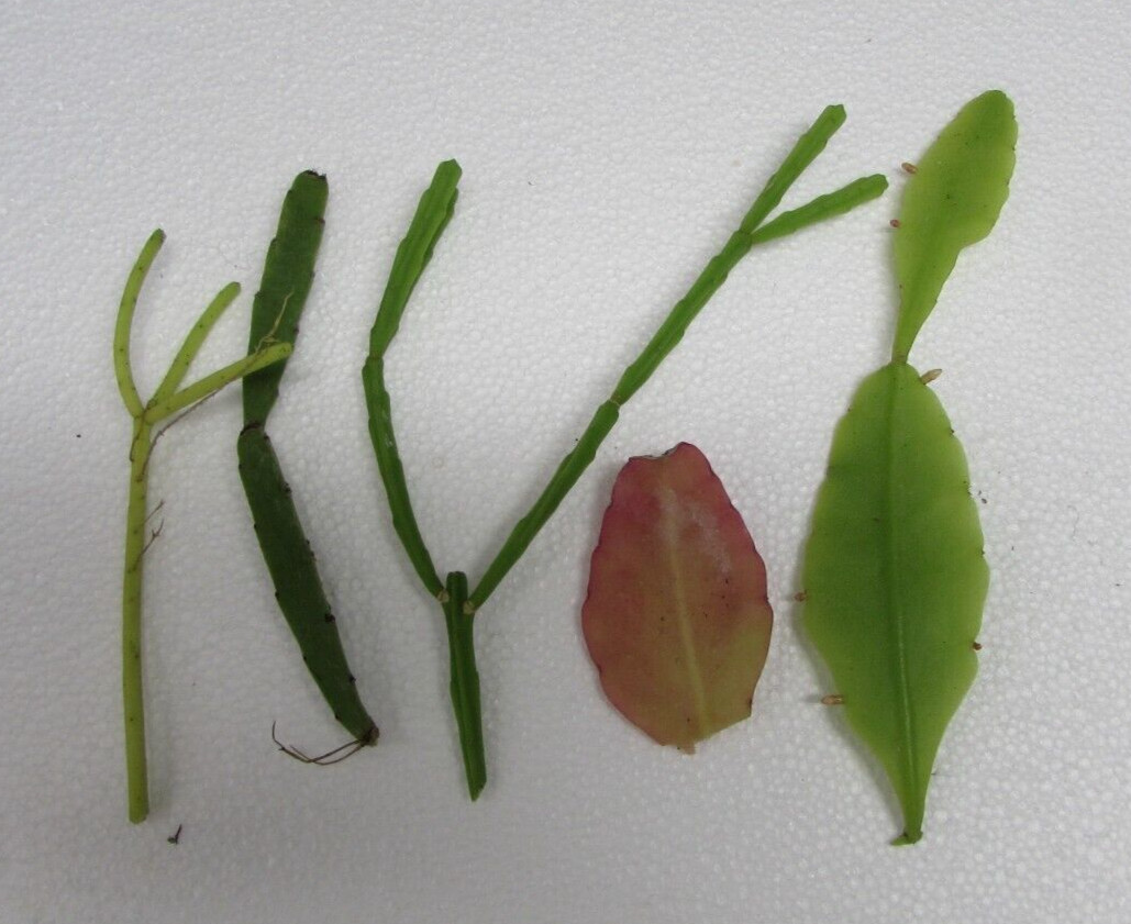 5 DIFFERENT RHIPSALIS CUTTINGS (Pictured) – Unnamed – Very Easy to Root-Tropical