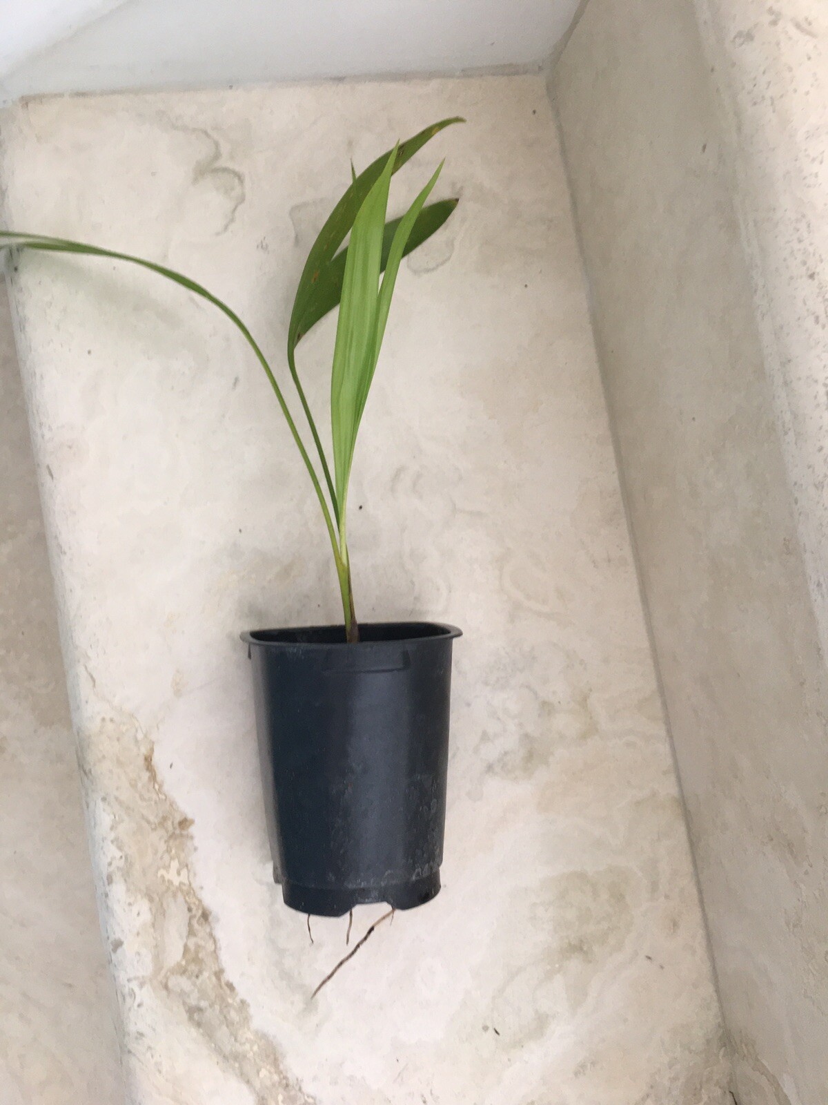 6 Areca palm 8” Starter seedling LIVE PLANTS! Fully Rooted! VERY Healthy!