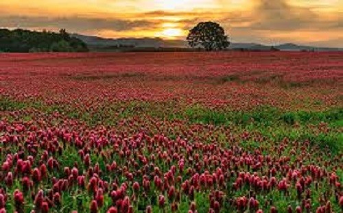 CRIMSON CLOVER SEED For Deer Food Plot Pastures Hay Silage Bees Reseeding Clover