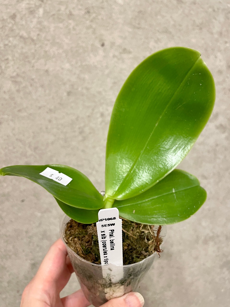 Phalaenopsis bellina (coerulea x tipo) | SapphireChild Orchids