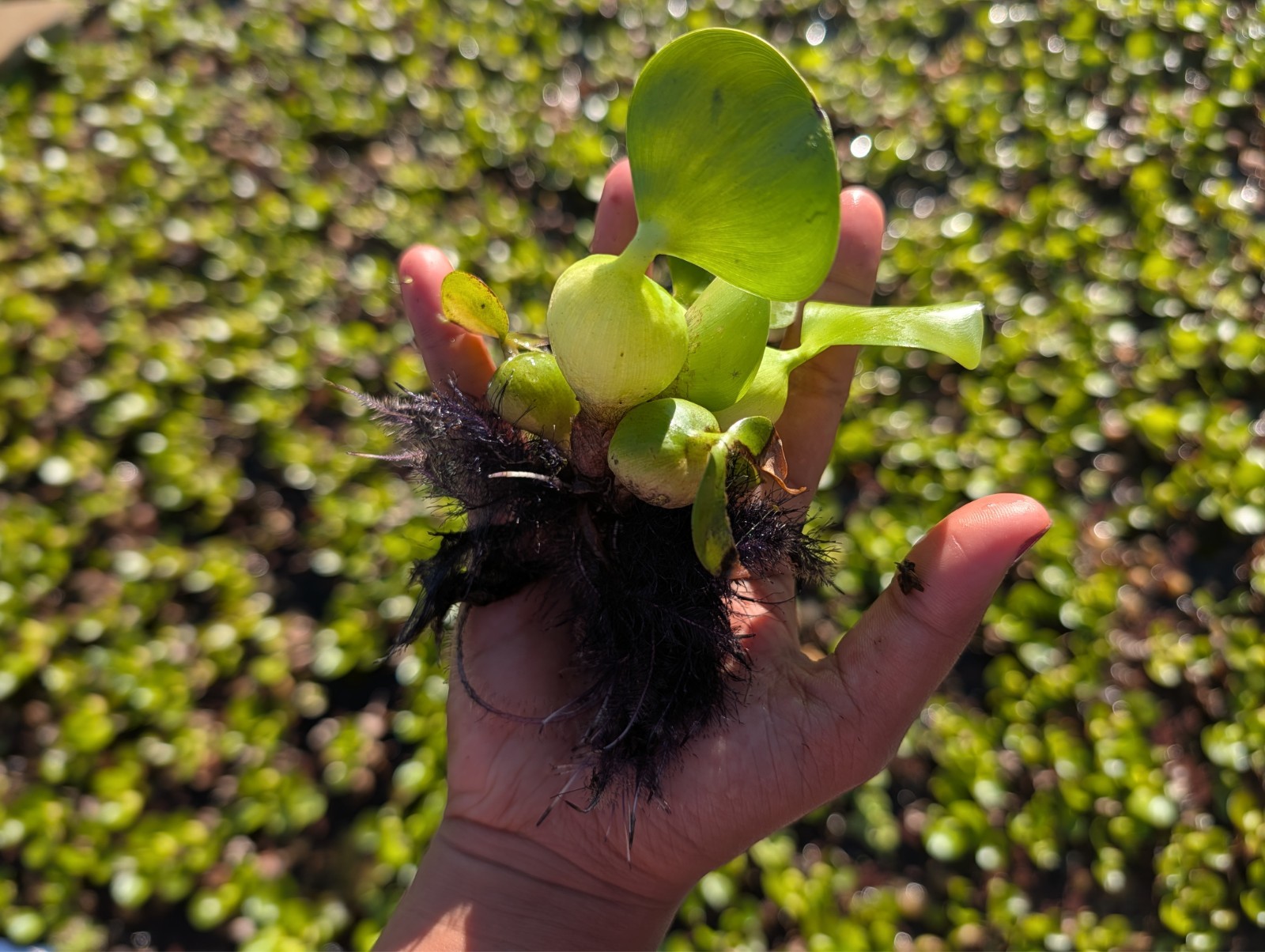20x Live Water Hyacinth Pond Plants PALM SIZE