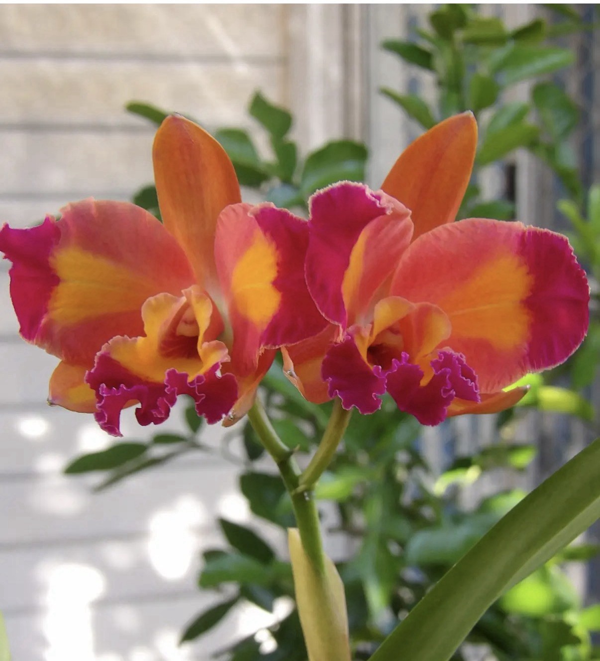 Cattlianthe Aussie Sunset ‘Cosmic Fire’ X Fuchs Orange Nugget ‘Lea’ Orchid 3” Pt