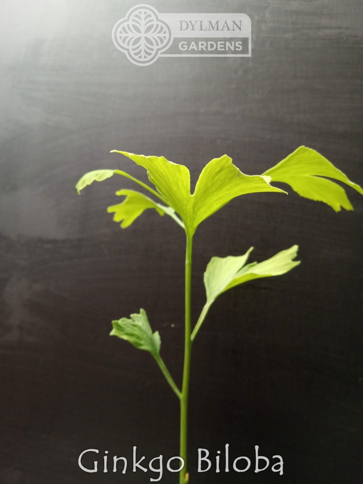 Ginkgo Biloba Tree – Maidenhair Tree – Living Fossil Tree – Multiple Sizes