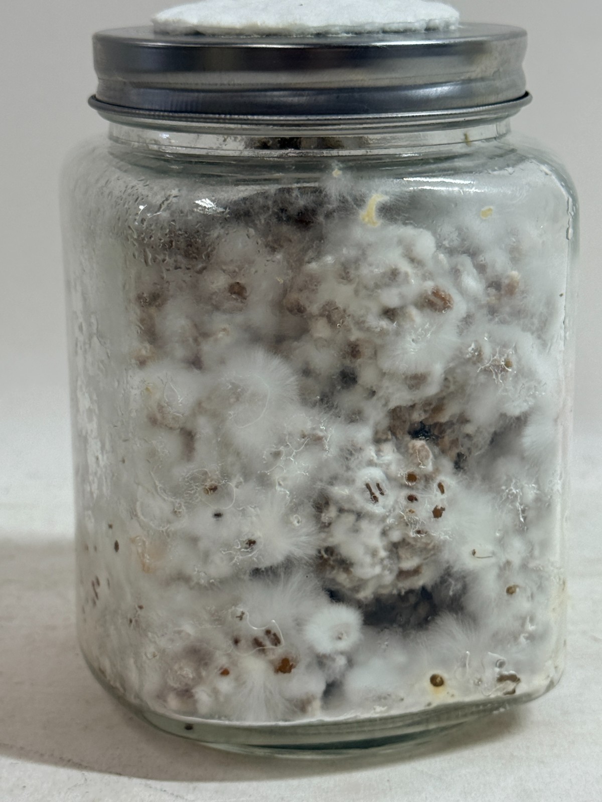 Colonized Mushroom Wheat Grain Spawn 1lb