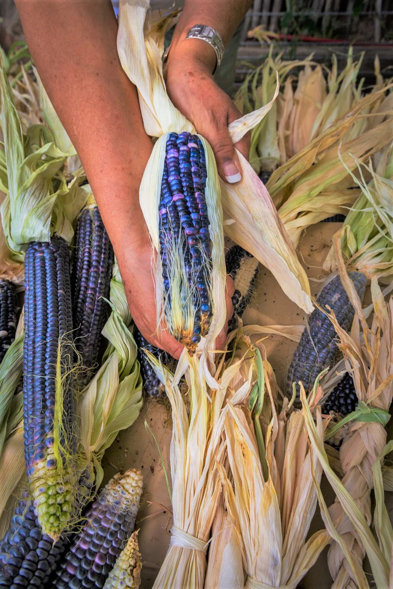 Rio Grande Blue Ornamental Corn Seeds | Hopi Azul Flint Indian Dent Seed 2024
