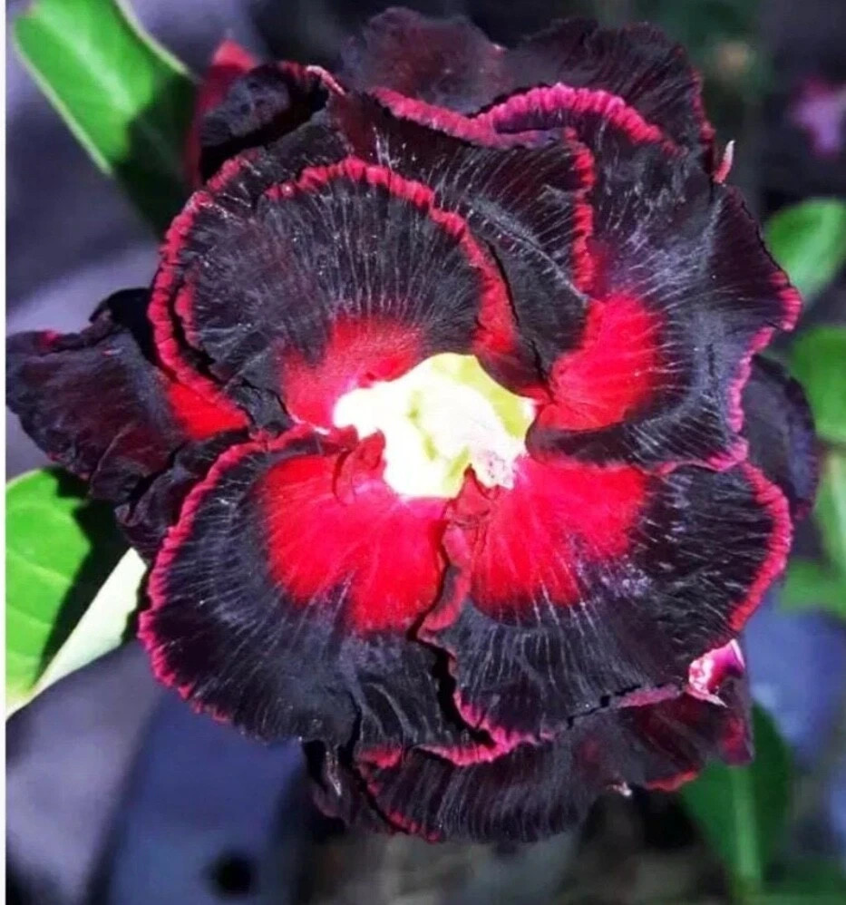 BLACK WIDOW~ Adenium Obesum Grafted Desert Rose Plant