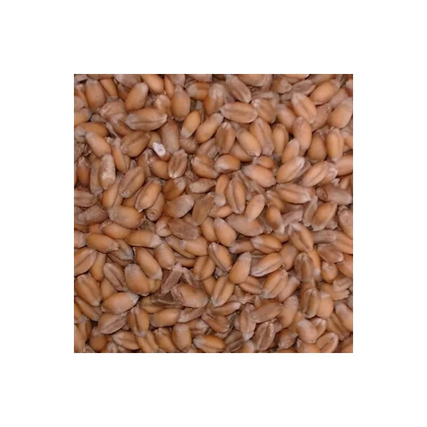 Georgia Gore Wheat Seed