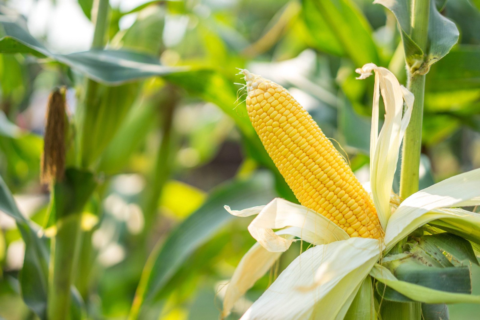 60 YELLOW CORN EARLY ‘XTRA SWEET’ Zea Mays Vegetable Seeds *Flat S/H