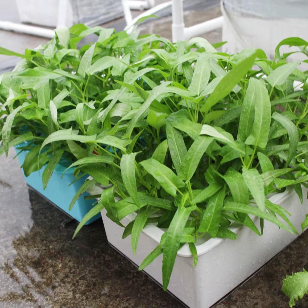 Kolmi Shak Seeds- 10 Grams , Water Spinach seeds, Indian Water Spinach কলমি শাক