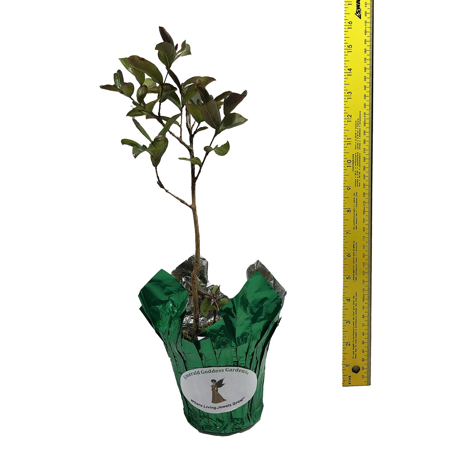 Peppermint Lace Crape Myrtle Pink White Flowering Tree Shrub Live Plant
