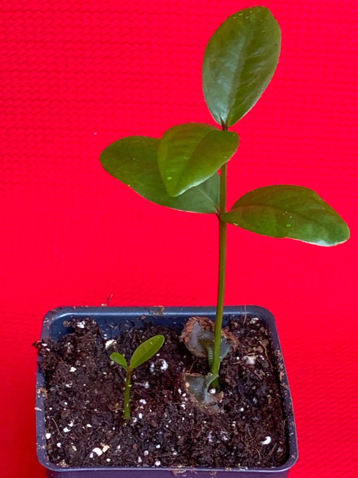 Purple Malay Apple Syzygium malaccense Fruit Tree Starter Potted Plant Very RARE