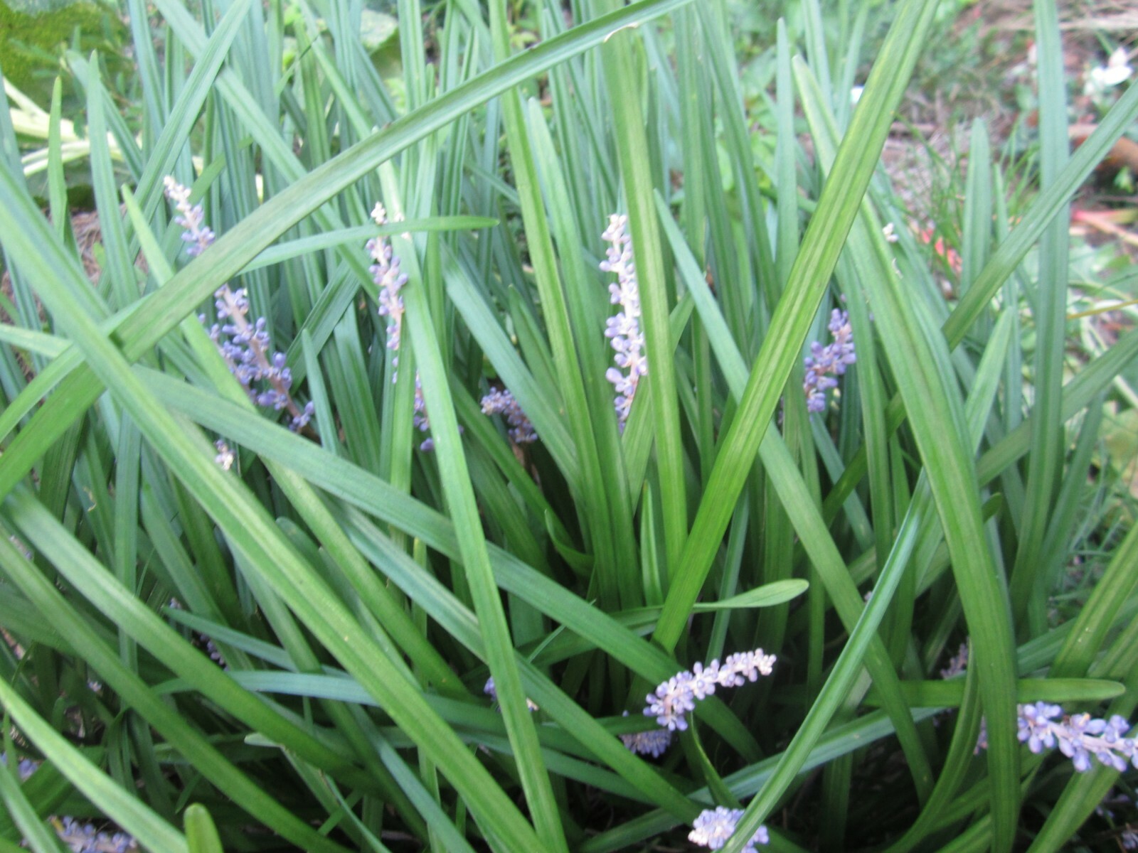 LIRIOPE MONKEY GRASS PLANTS -LIRIOPE – 99 PLANTS-PERENNIAL BORDER GRASS