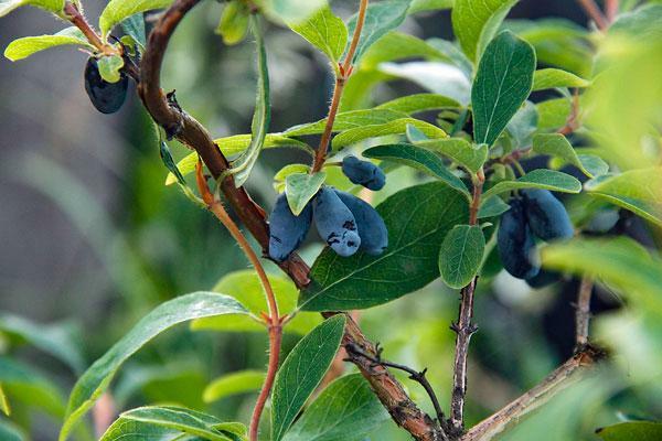 Lonicera caerulea var. edulis | Fly or Blue Honeysuckle | 10 Seeds