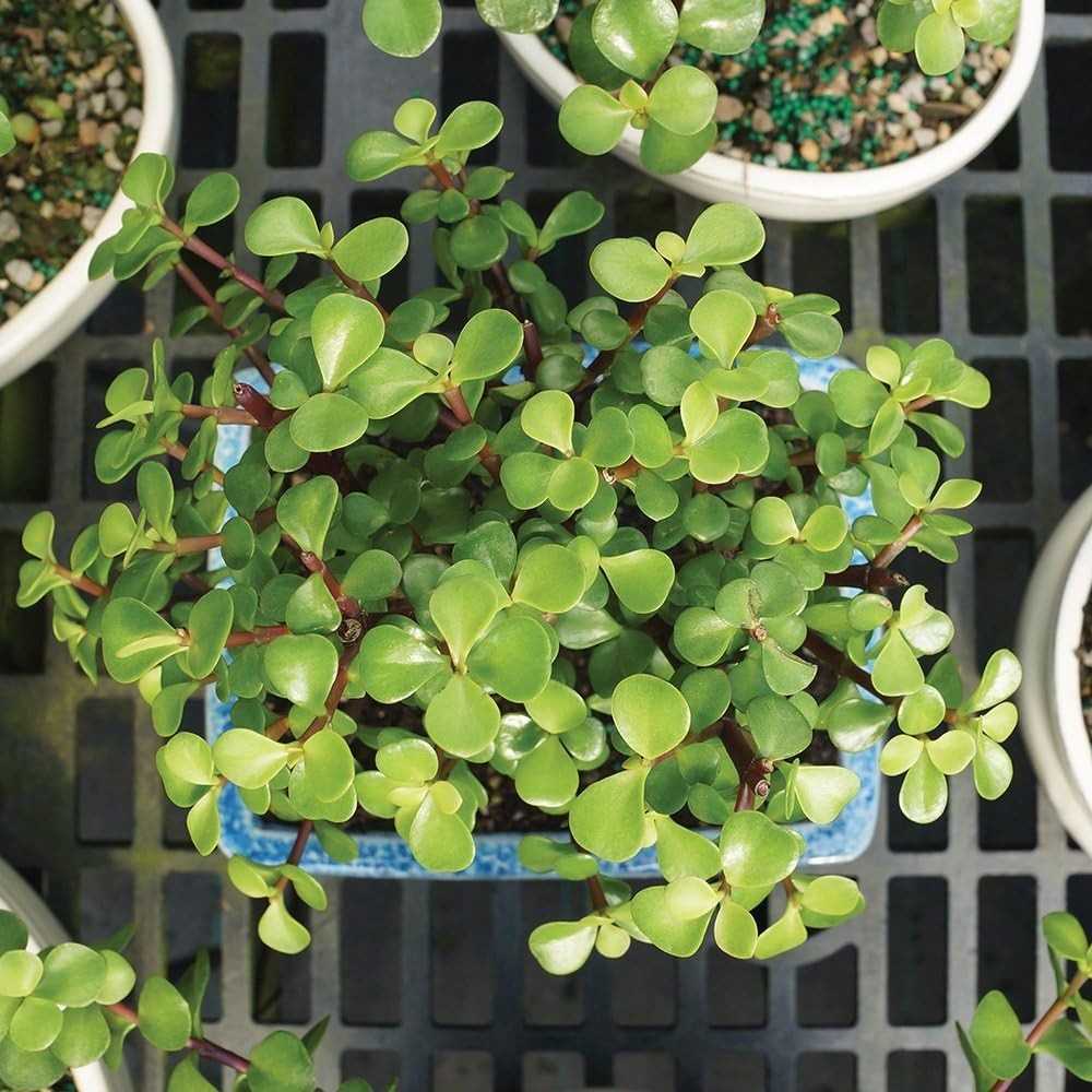 Live Dwarf Jade Bonsai in Ceramic Pot – 3$