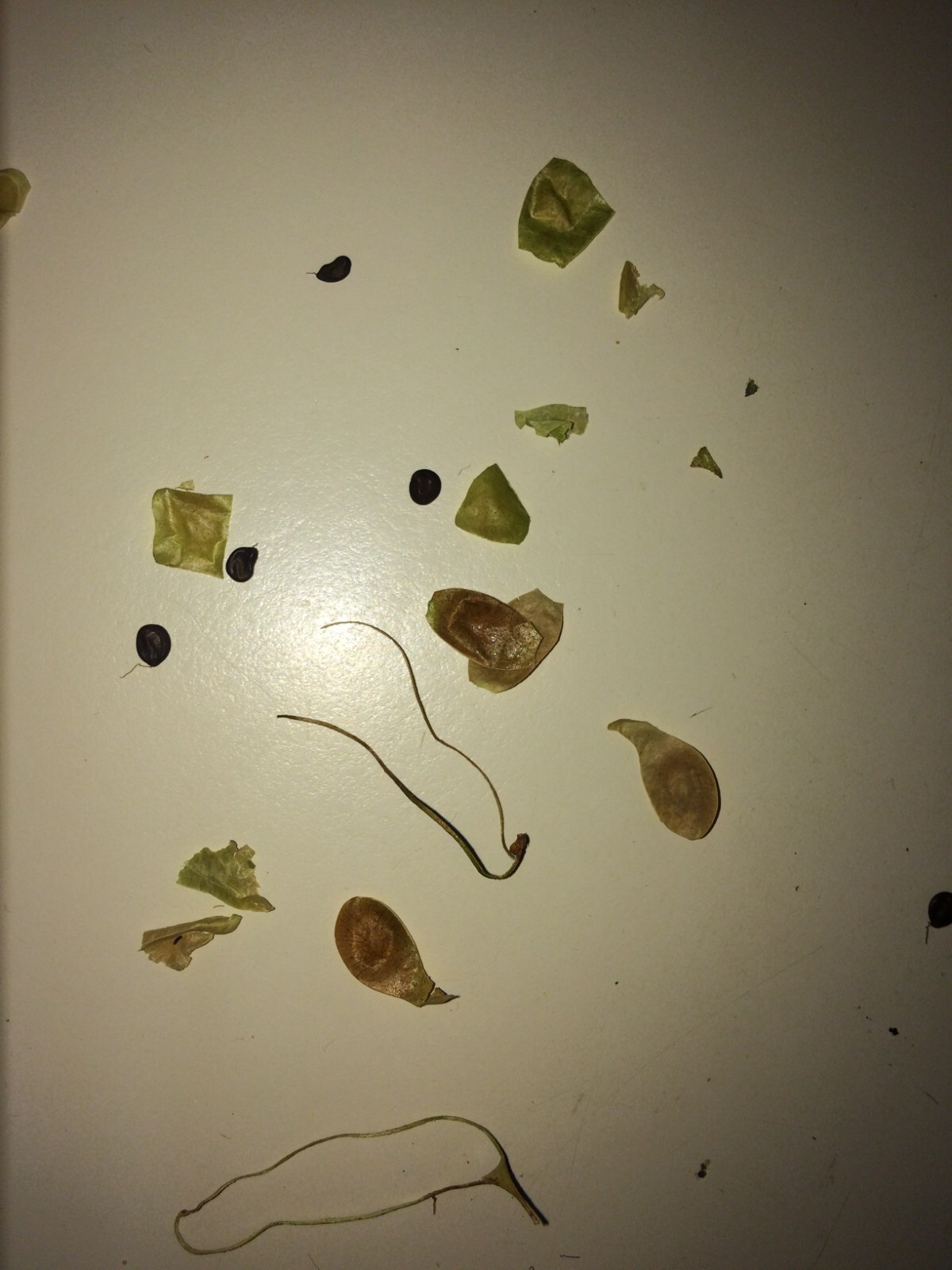 Mimosa Tenuiflora Seeds Pods – 15 Seeds – 2024 Season