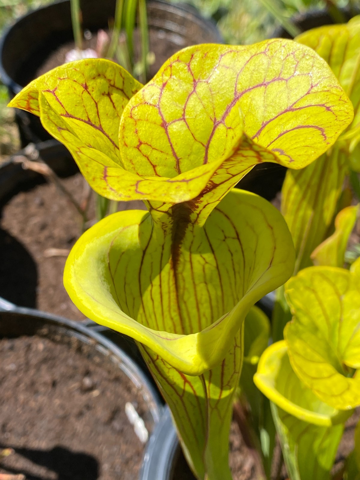 S. flava var ornata ‘Black Veins’ F1, Bulloch Co. GA Medium-Small Divisions