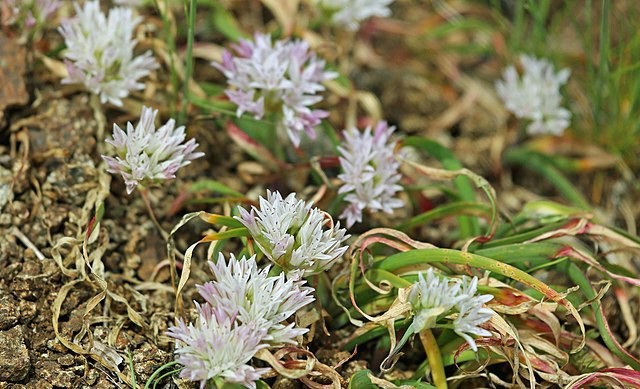 Allium parvum | Small Onion | 10 Seeds