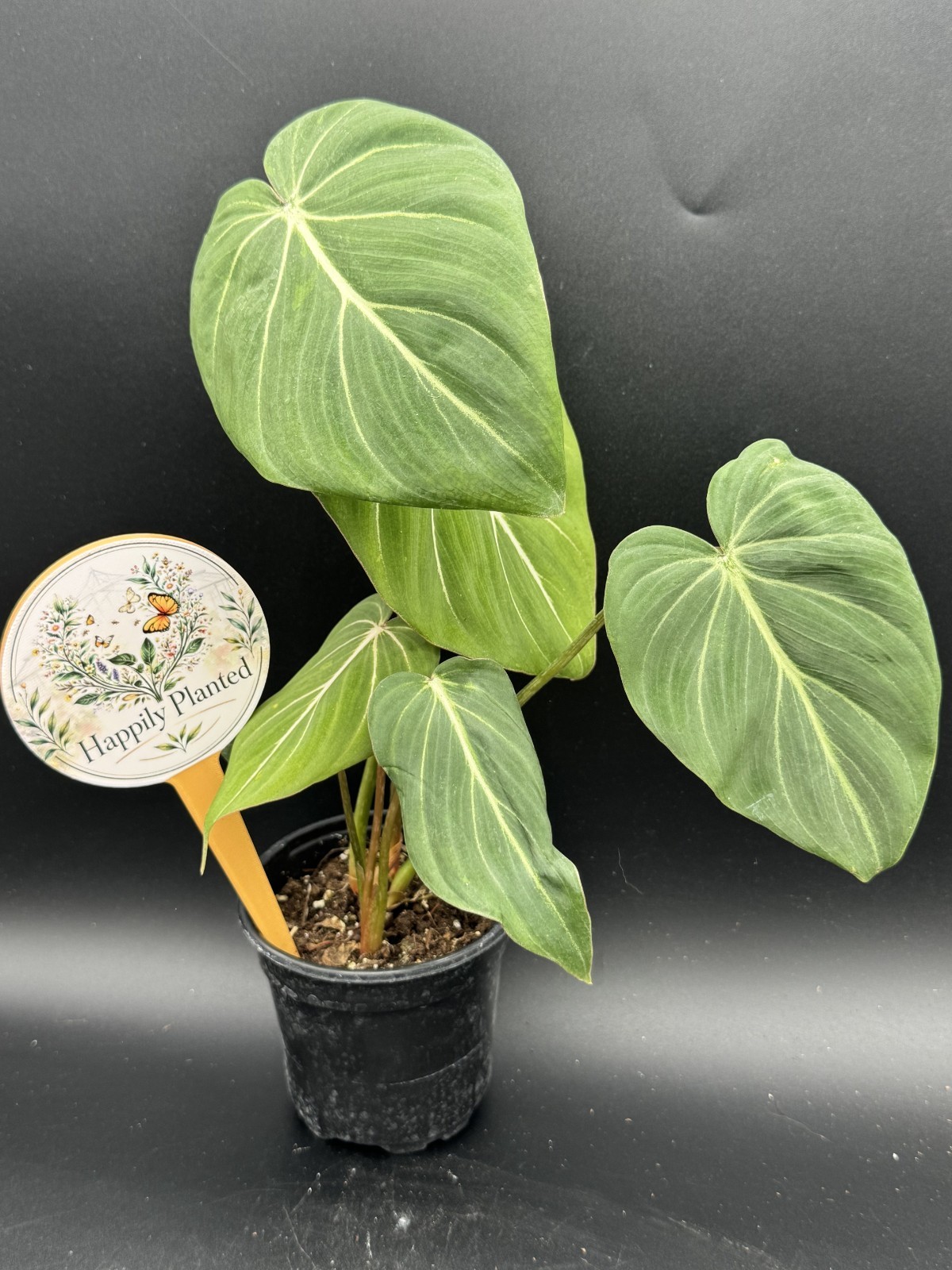 Philodendron Gloriosum – 4″ Pot – Free Shipping