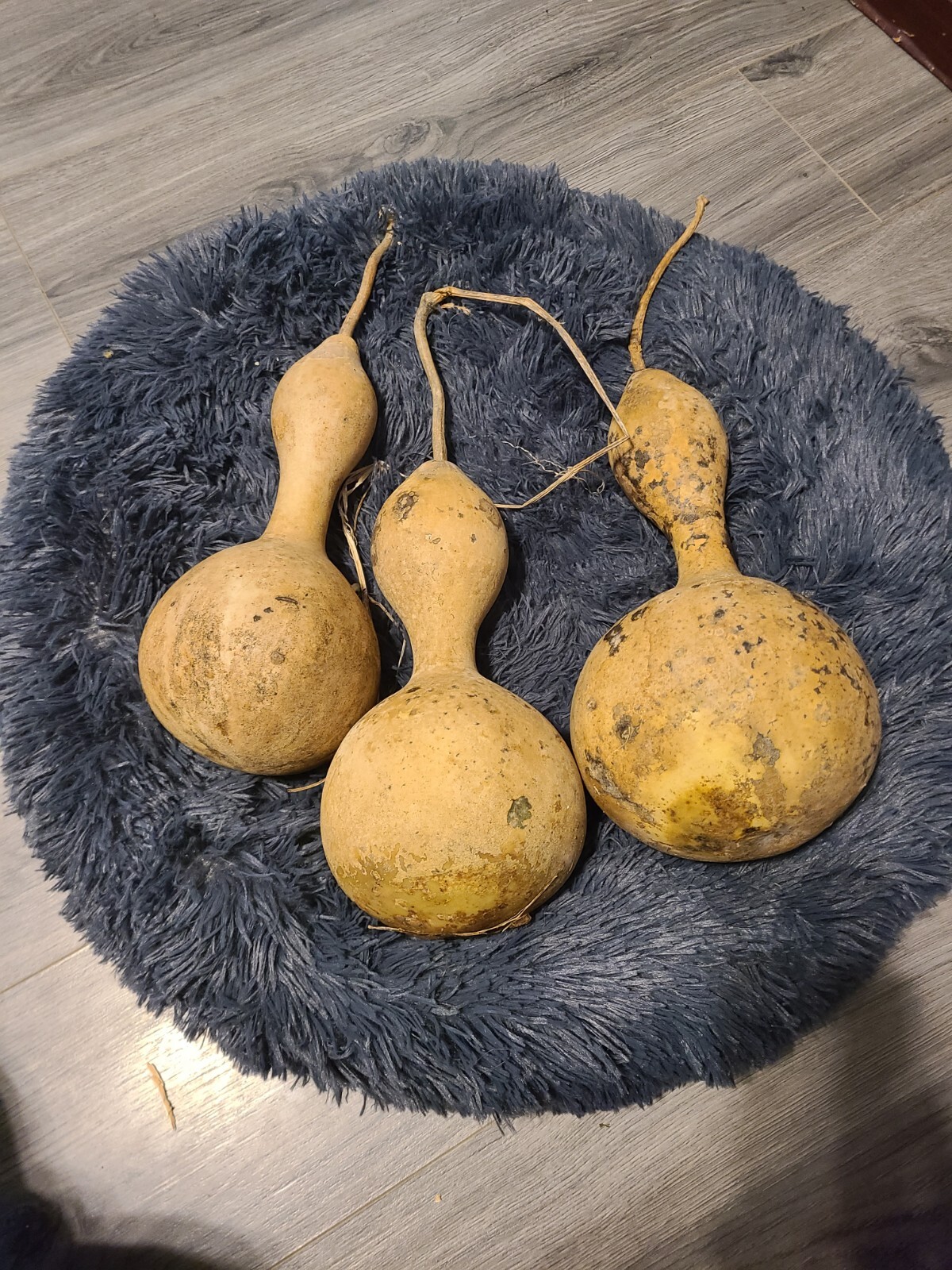 🐦 20+ Martin Birdhouse Gourd Seeds Garden HEIRLOOM Organic NON-GMO 2024