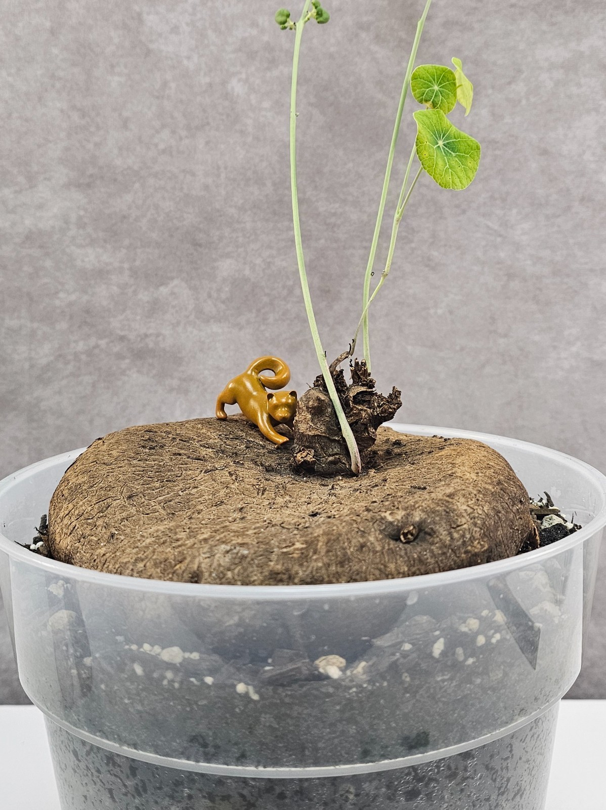 HUGE & HEAVY! Stephania Erecta (XXL) – Succulent – FEMALE W/ SEEDS!!! -Succulent