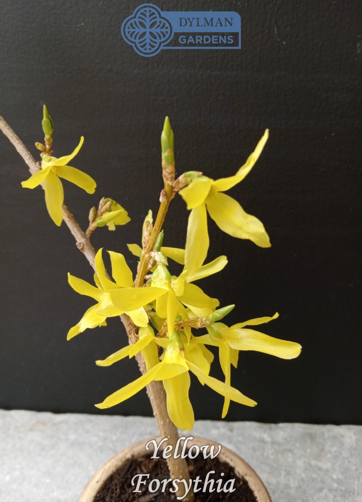 Forsythia Plant (Forsythia x intermedia) – Yellow Spring Blooms – Multiple Sizes
