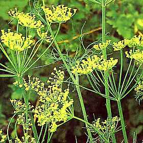 Dill Hedger Anethum graveolens 1,000 seeds
