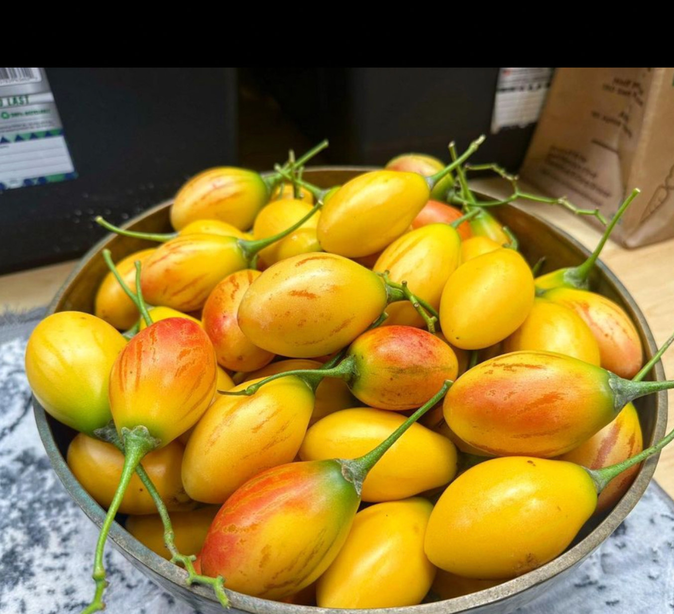 Mixed pack of 6 cuttings of Tree tomato, Solanum betaceum. Red, orange, yellow.