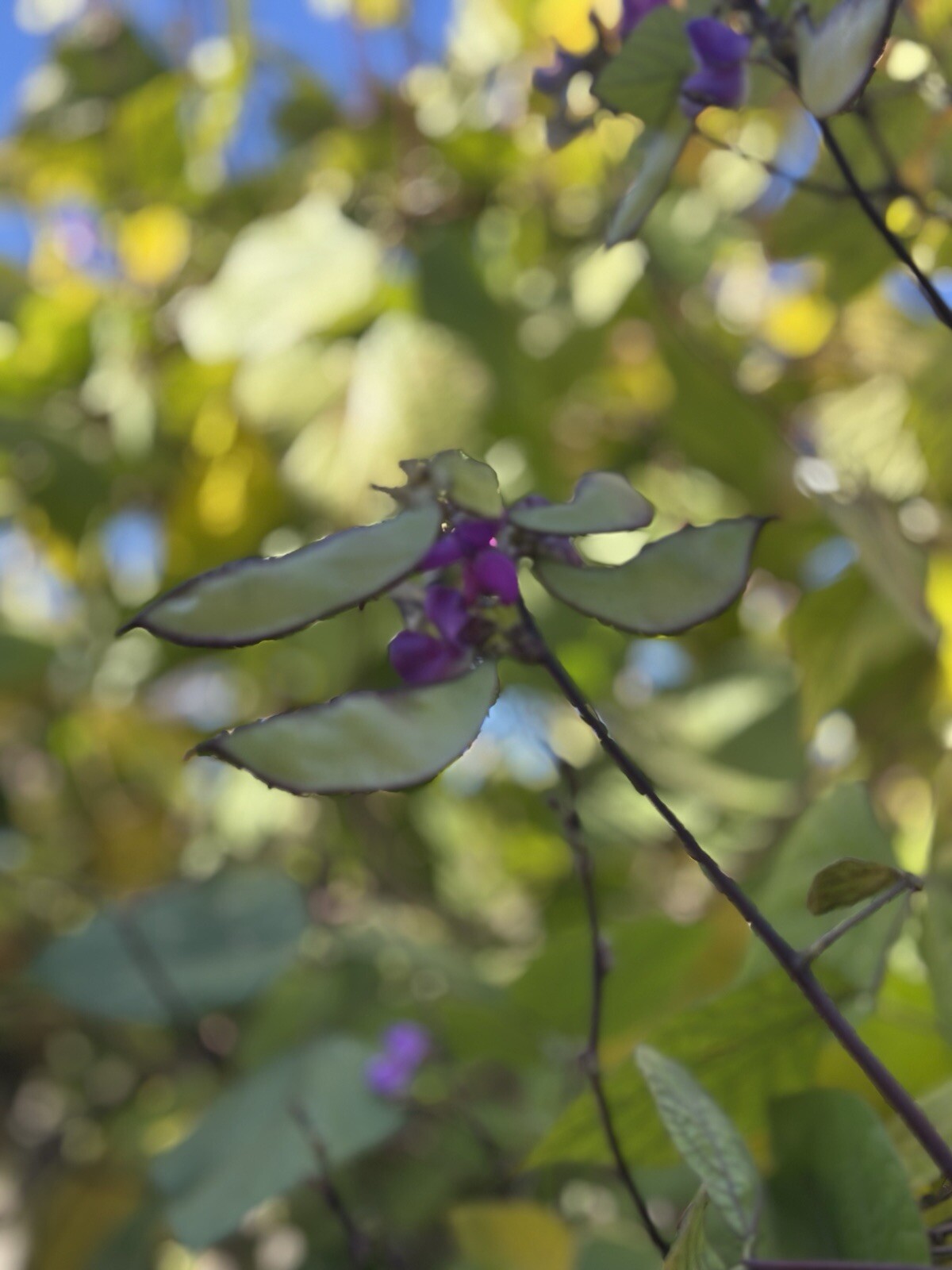 Purple Hyacinth, Parda, Bataw