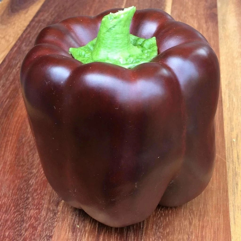 25+ CHOCOLATE BELL PEPPER SEEDS — SWEET —- HEAIRLOOM — ORGANIC — NON GMO