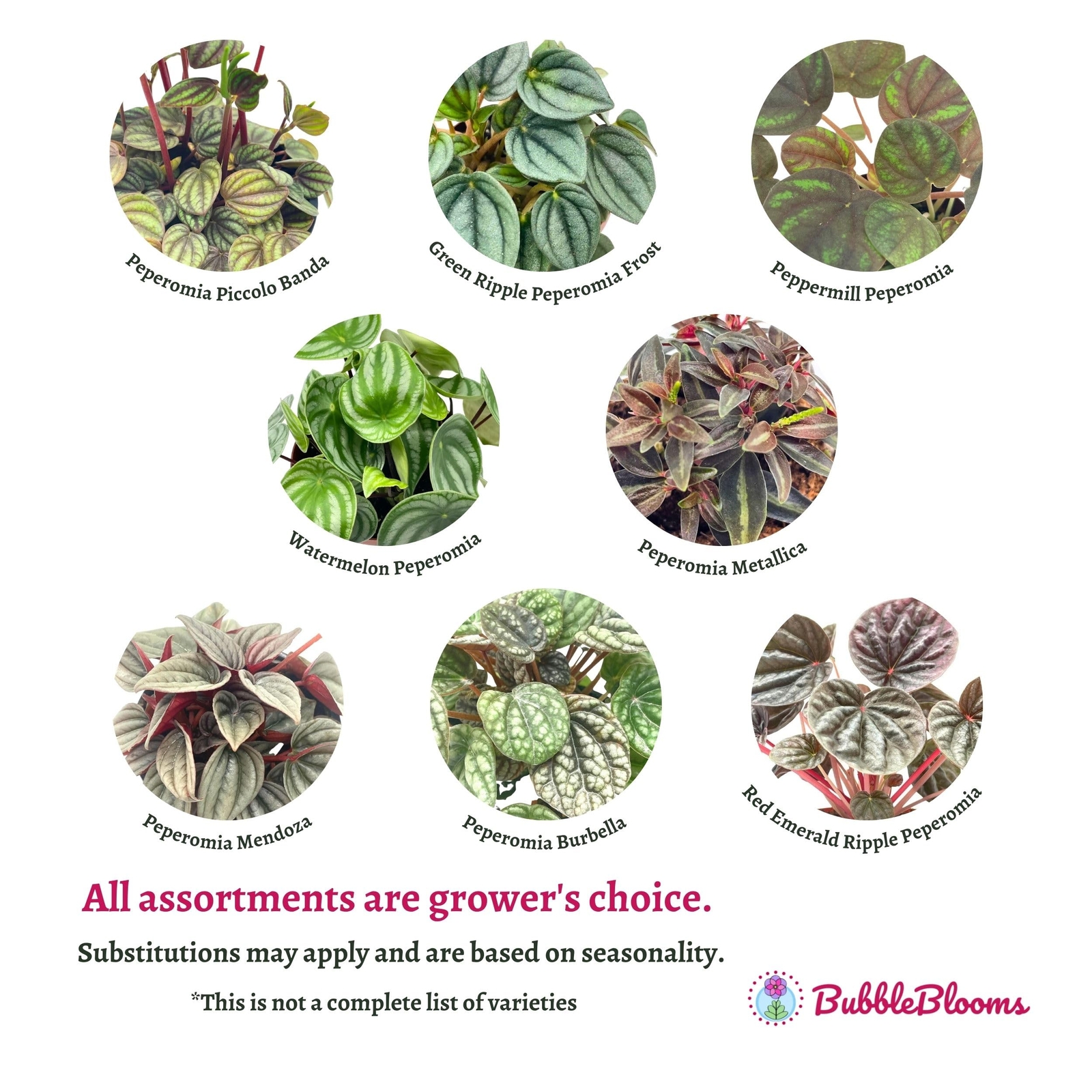 Peperomia Assortment, Foliage Set, Rosso, Frost, albovittata, caperata, Premium