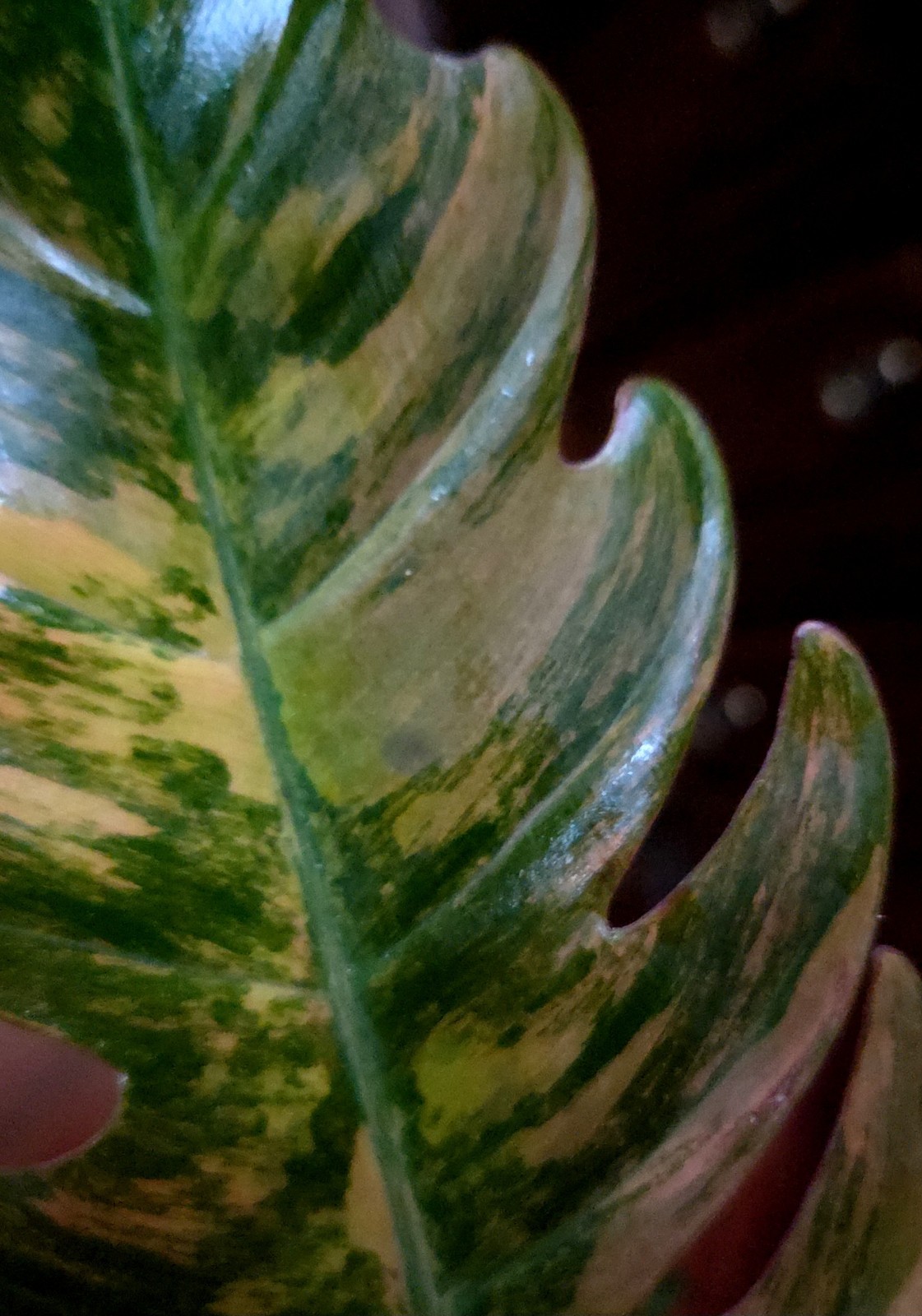 Rare XL Philodendron Pink Flushed Caramel Marble 27″ Wide Not Anthurium Monstera