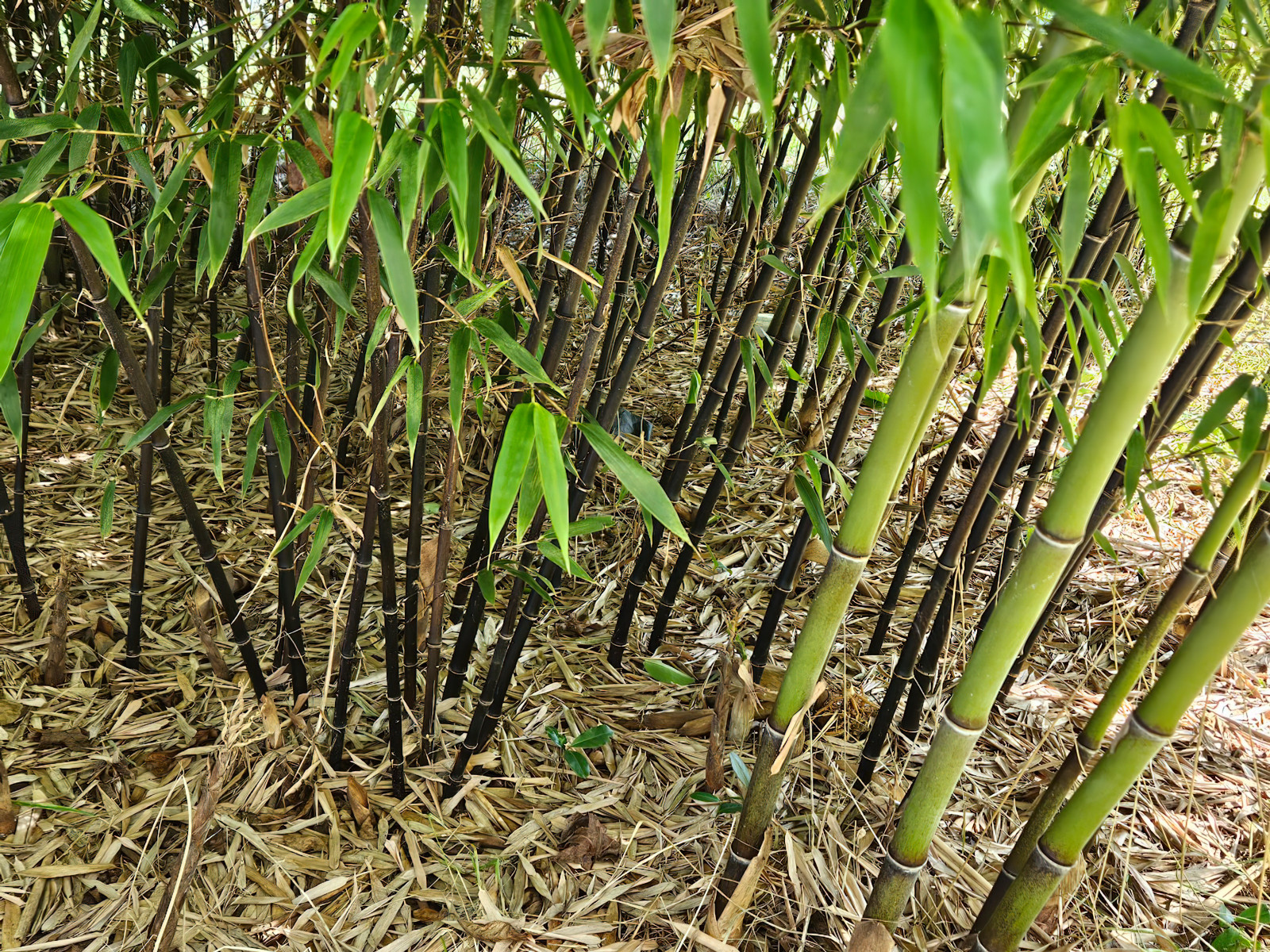 Black Bamboo Phyllostachys Nigra Live Bare Root Plant (3) Fresh Rhizomes