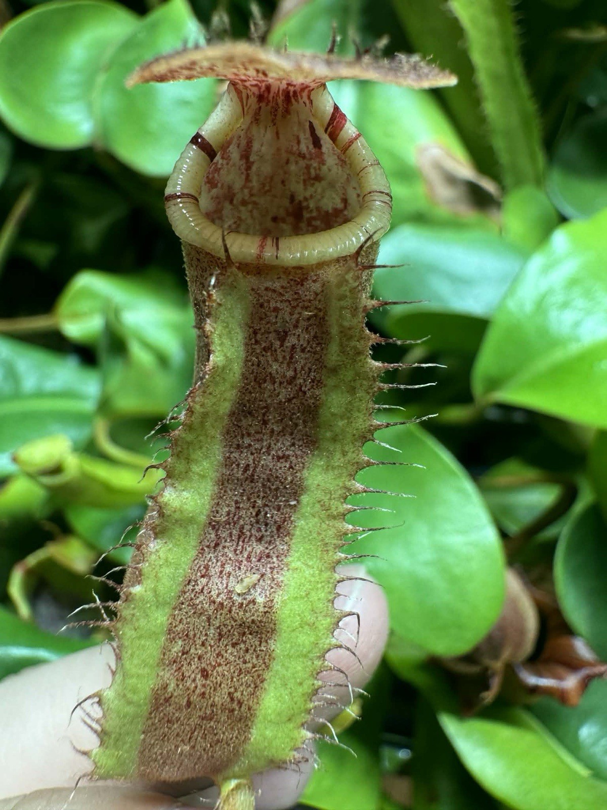 Nepenthes Pitcher Plant Live Potted Carnivorous Green/Red 5in Vegetative