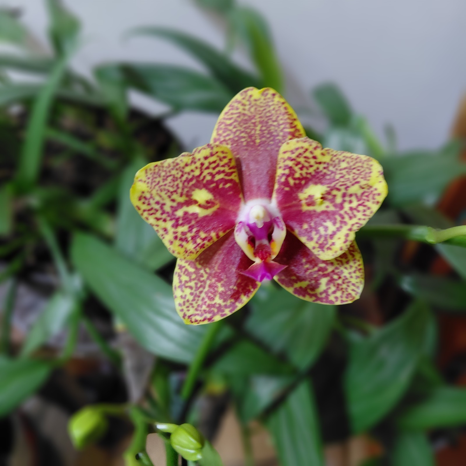 Phalaenopsis -K V Golden Star -Peloric w/ eyes – 1 Spike