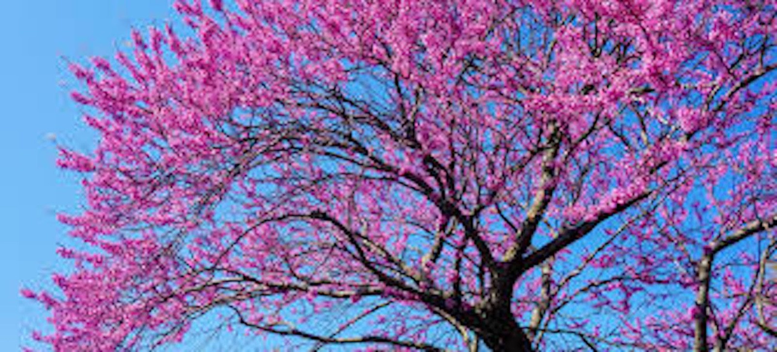 1 Eastern Redbud Tree 12-24″ Tall Cercis canadensis Bare Root
