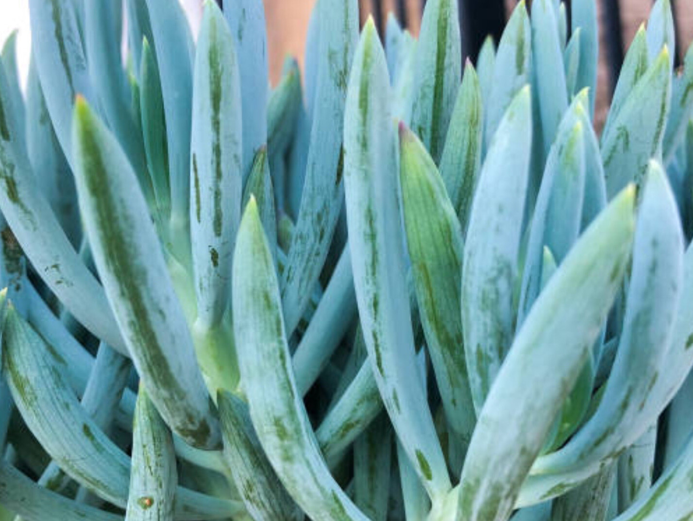 1 Senecio Vitalis Blue Serpents Mermaid’s.Tail Chalk Fingers Succulent Cutting