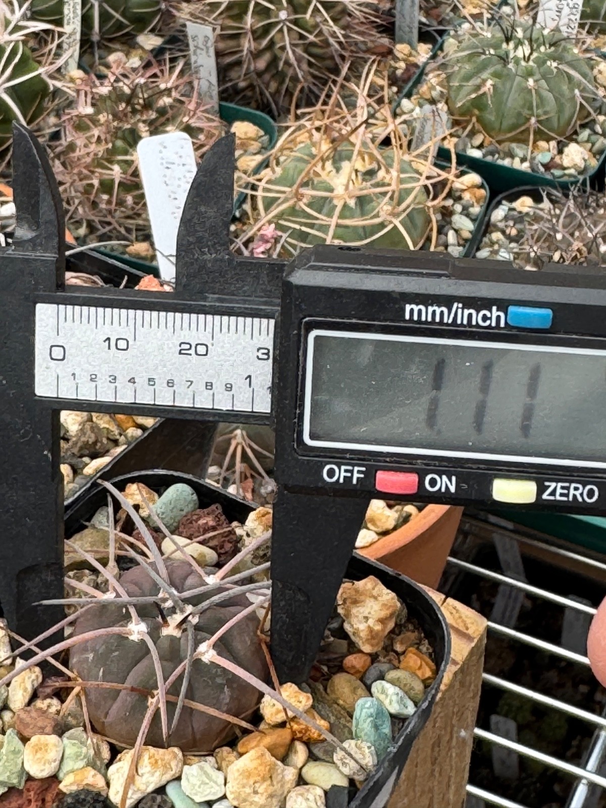Gymnocalycium spegazzinii v. major Dark Form Cactus Plant Long Curved Spine