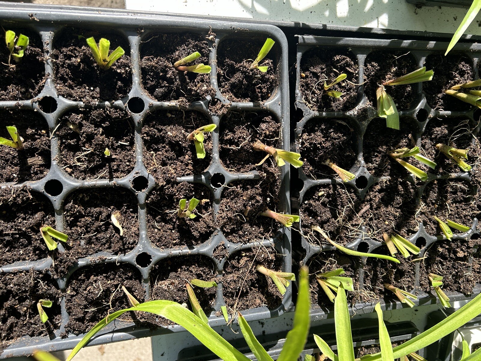 Tuberose bulbs double Pearl (Polianthus) Bare root plants set of 8+ Bubbletts