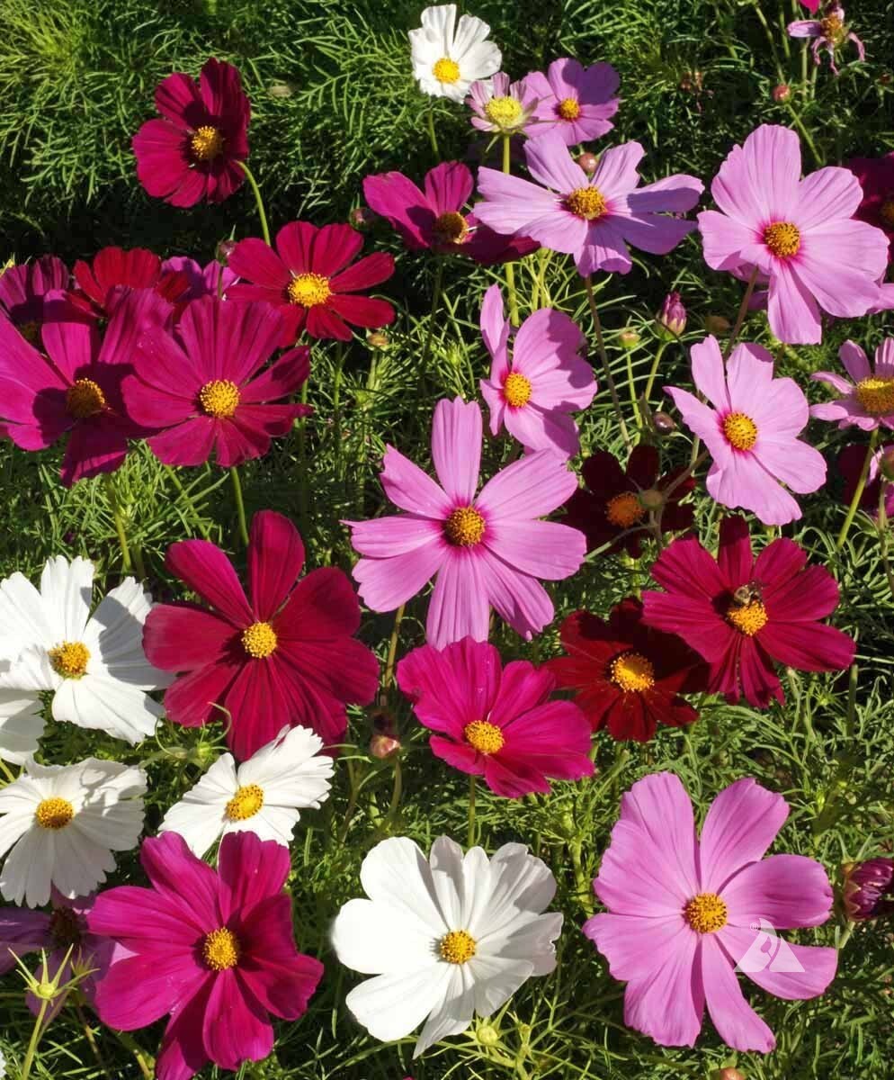 Dwarf Cosmos Seed Mix, Short & Compact, Colorful, Pollinators, FREE SHIPPING