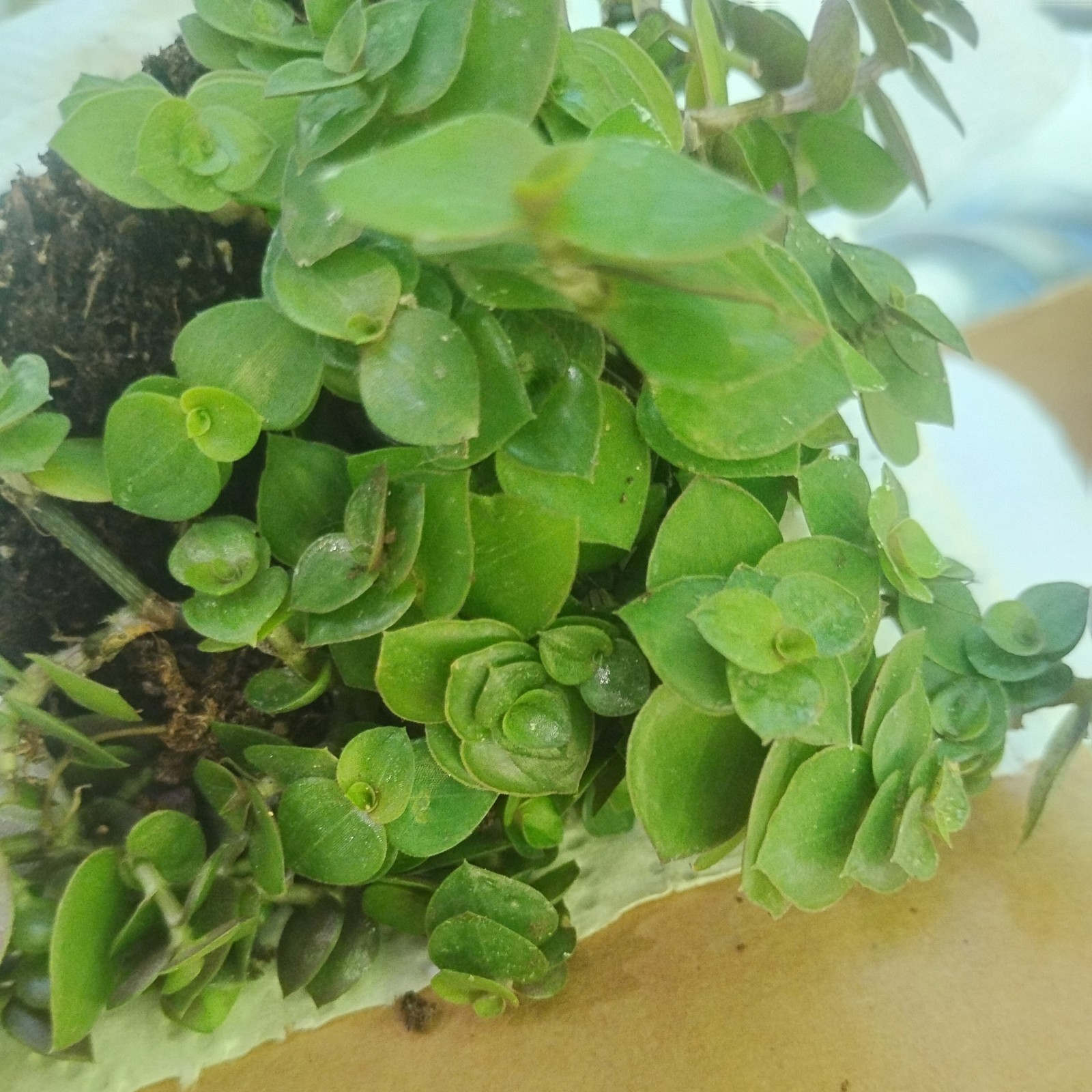 BUY 1 GET 1 FREE BOLIVIAN OR BABY WANDERING VERY EASY TO GROW & MULTIPLE!!