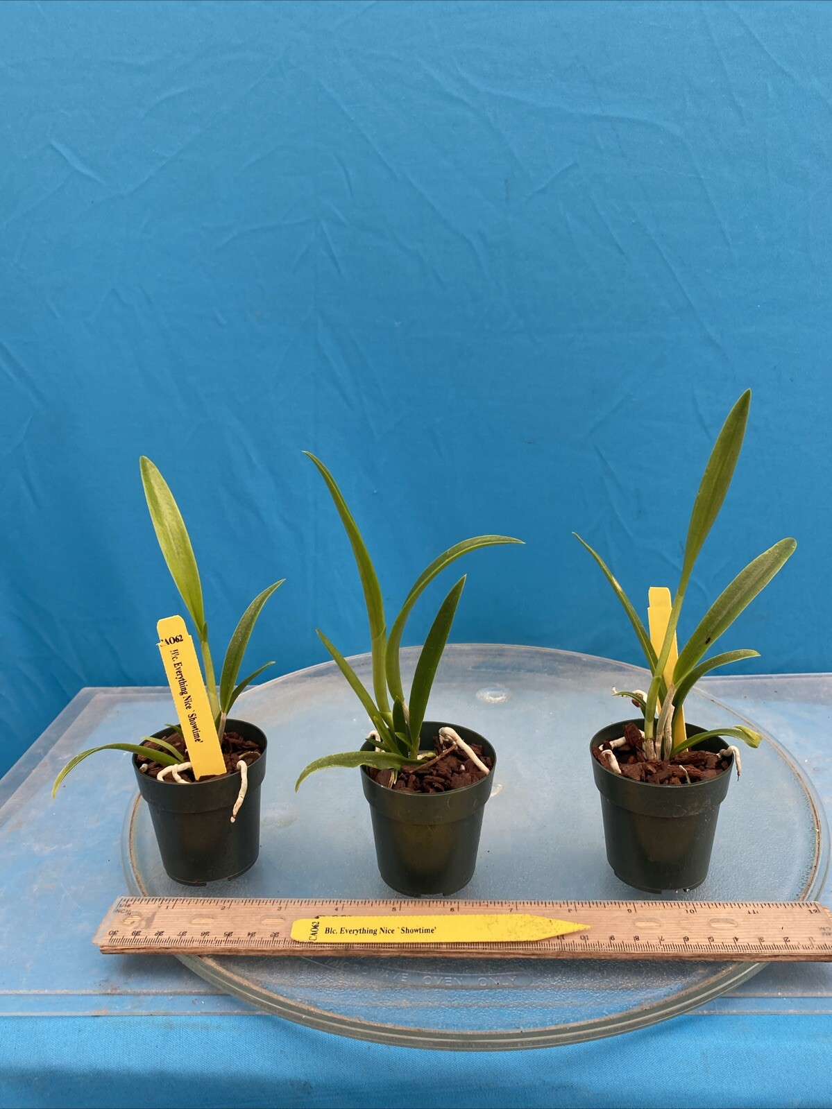 Rlc Everything Nice ‘Showtime’ Green White Fragrant Mericlone Orchid 2.5” Pot