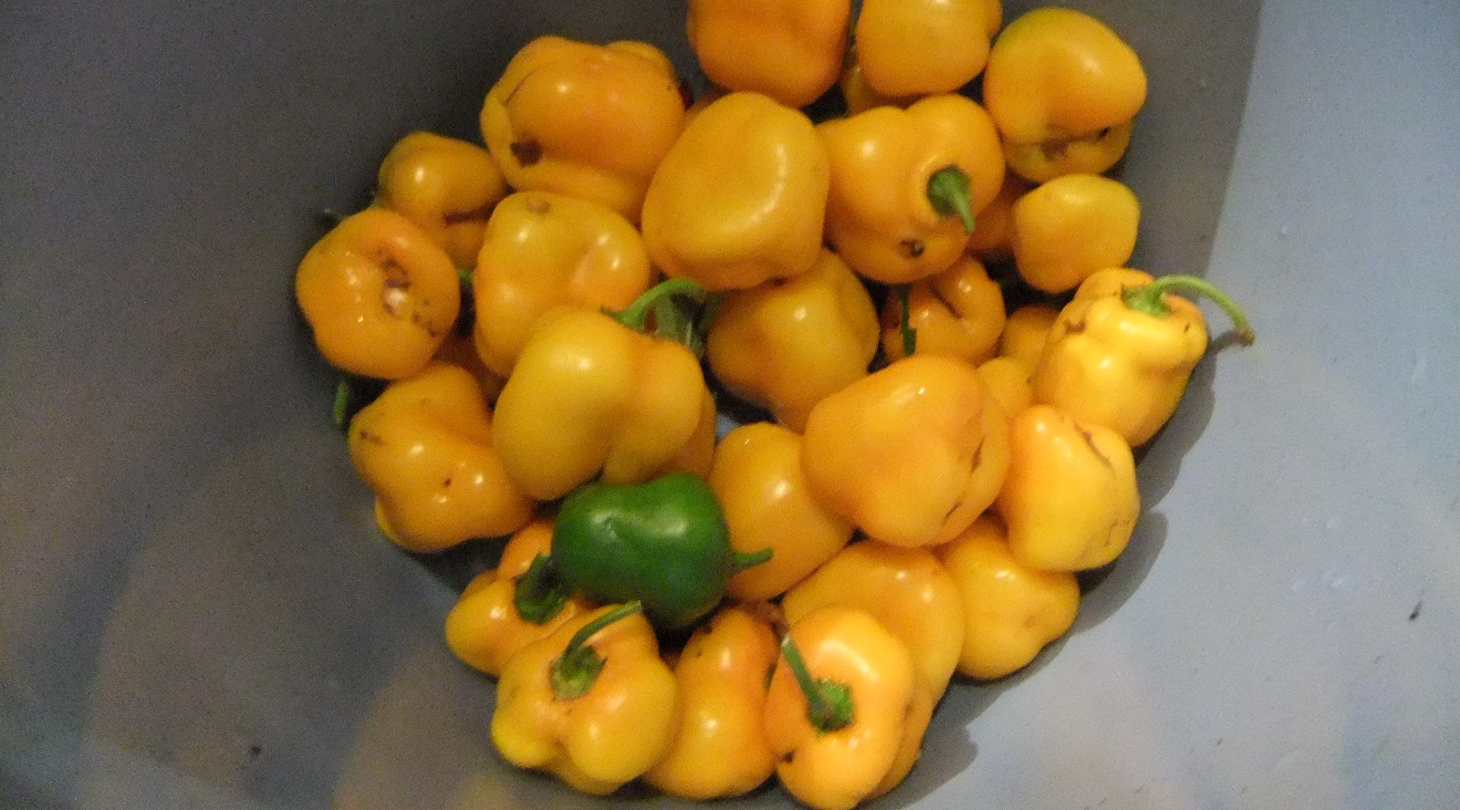 Manzano Pepper Seeds ORANGE TYPE (24 seeds per packet) FREE SHIPPING! :-)