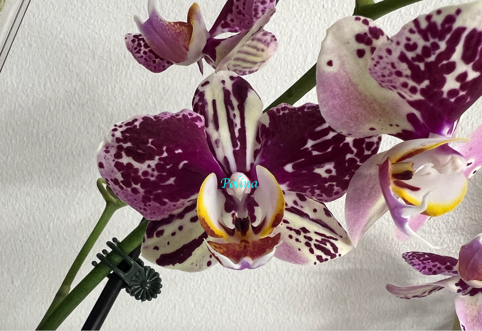 Phalaenopsis Orchid in bloom ‘Dtps I-Hsin Fantastic World’ – large blooms 2stems