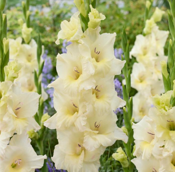 Mix 5 Pack Gladiolus “Sunglow, Ivory Priscilla” Corms Bulbs, Gift, Plant Guide