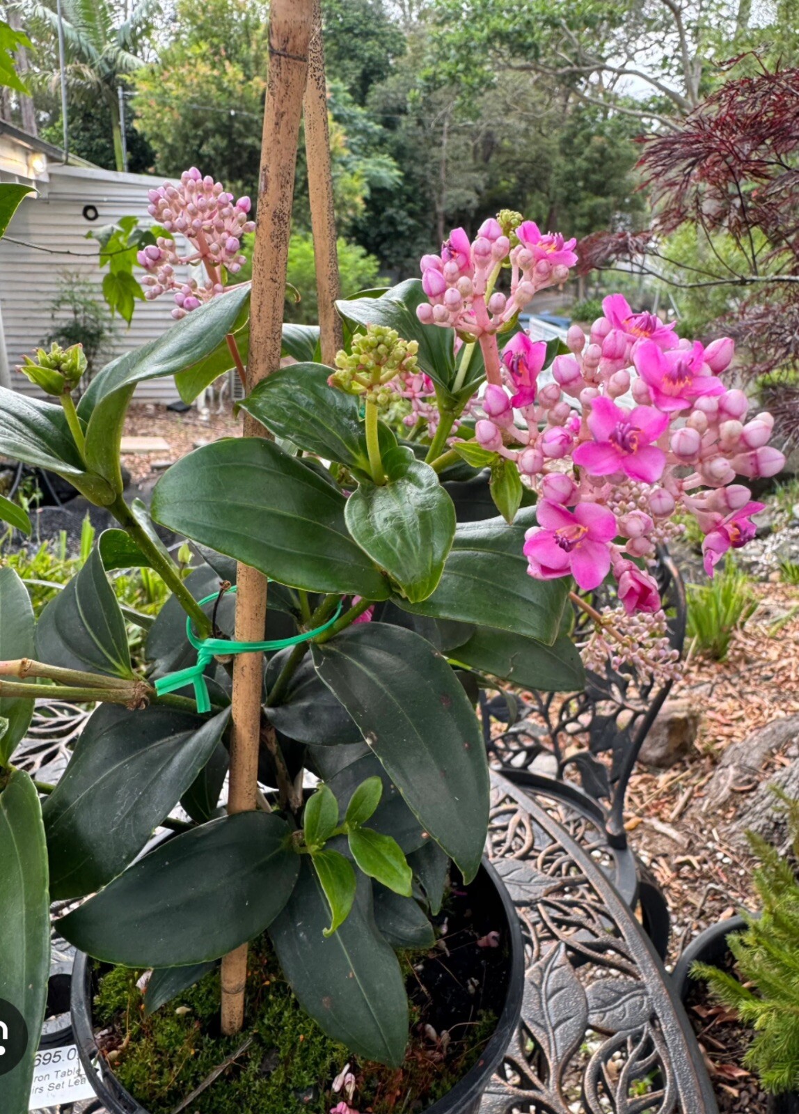 Medinilla Apoensis “Philippine Pink” Live Flowering Plant